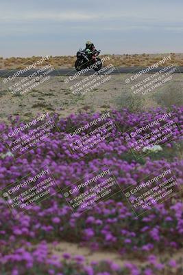media/Jan-14-2023-SoCal Trackdays (Sat) [[497694156f]]/Turn 14 Exit Bloomig (145pm)/